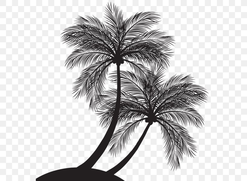 Palm Trees Vector Graphics Clip Art Silhouette Illustration, PNG, 581x600px, Palm Trees, Arecales, Black And White, Borassus Flabellifer, Branch Download Free