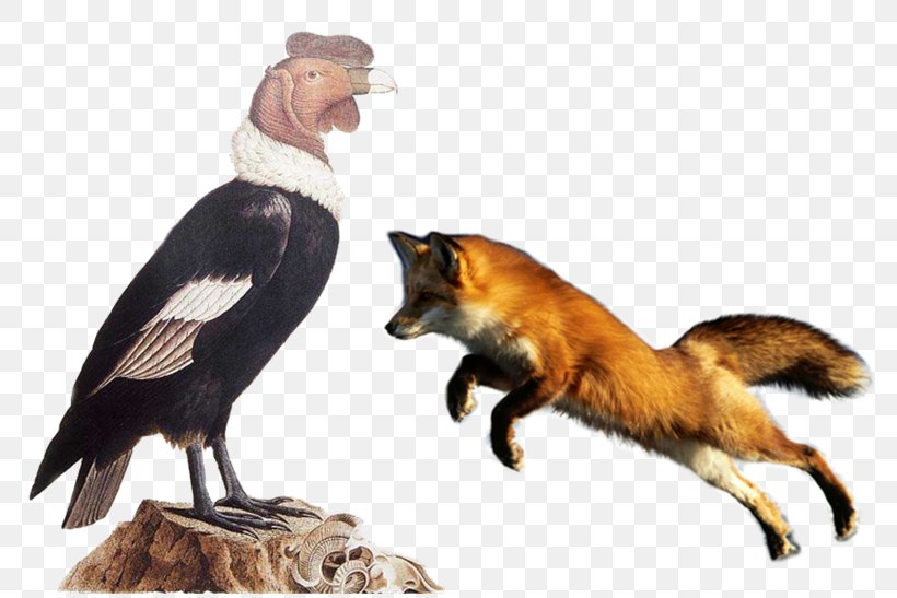 Red Fox Ape Symbol Evolution, PNG, 800x547px, Red Fox, Alexander Von Humboldt, Andean Condor, Animal, Ape Download Free