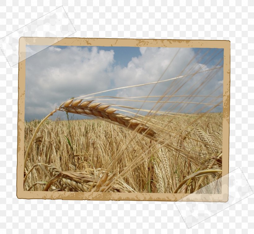 Seed Agriculture Business Terra Agro Biotech Trade, PNG, 1192x1101px, Seed, Agriculture, Barley, Business, Cereal Download Free