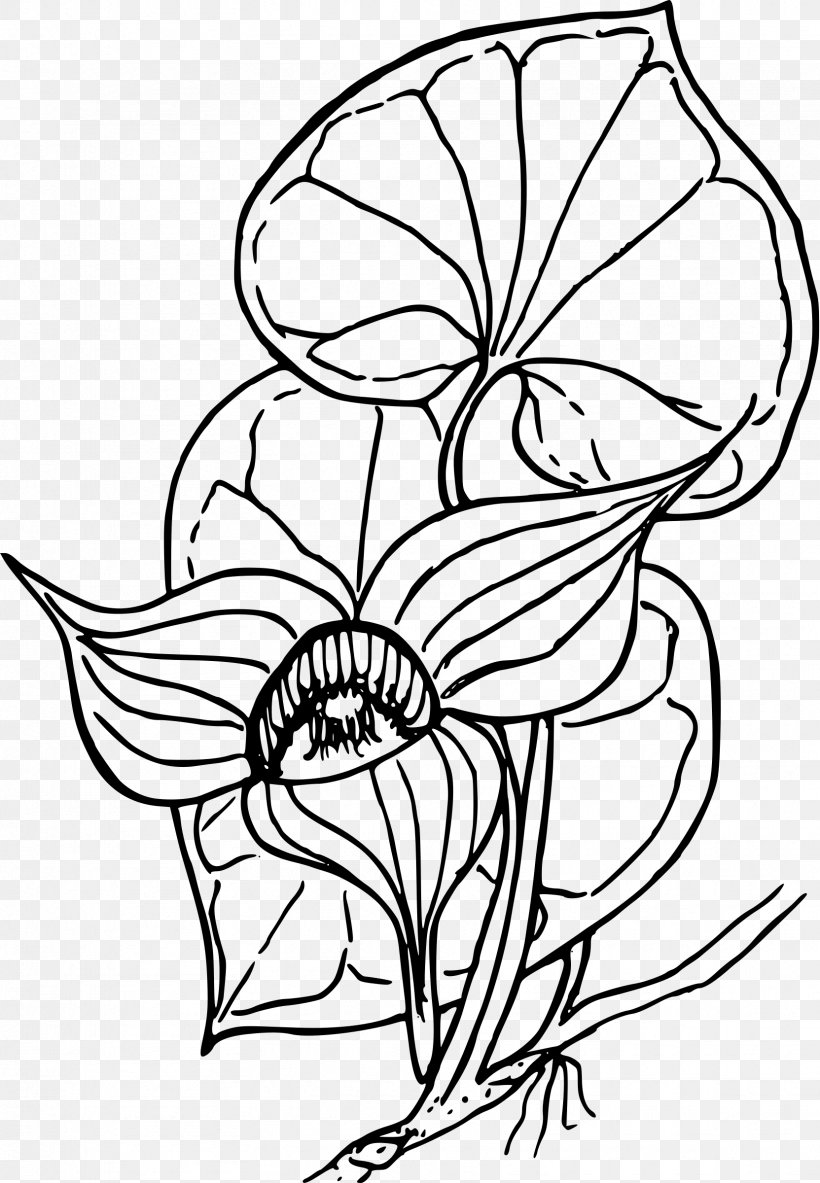 Coloring Book Western Wild Ginger Drawing Clip Art, PNG, 1663x2400px, Coloring Book, Artwork, Black And White, Color, Drawing Download Free