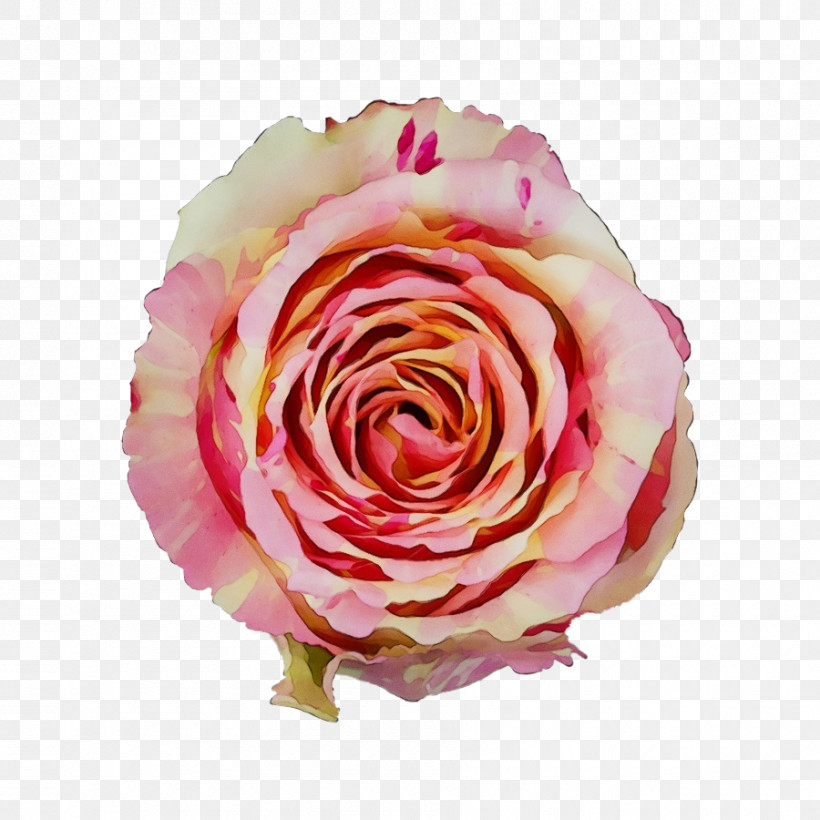 Garden Roses, PNG, 900x900px, Watercolor, Cabbage Rose, Closeup, Cut Flowers, Cutting Download Free