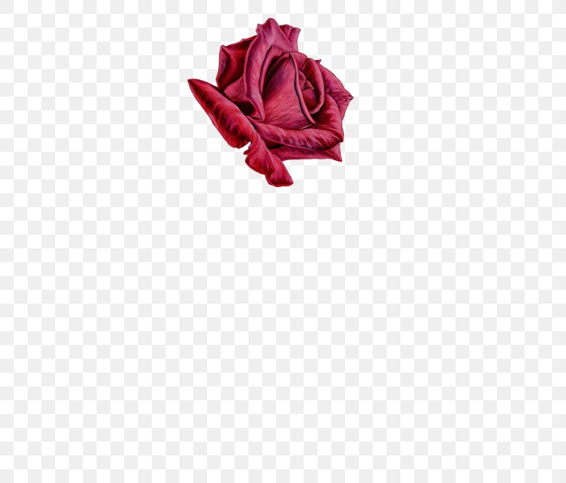 Garden Roses Cut Flowers Petal, PNG, 452x700px, Garden Roses, Closeup, Cut Flowers, Flower, Flowering Plant Download Free