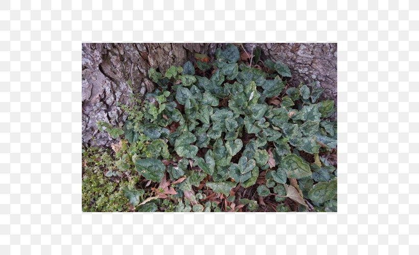 Leaf Herb Groundcover Lawn Subshrub, PNG, 500x500px, Leaf, Grass, Groundcover, Herb, Ivy Download Free