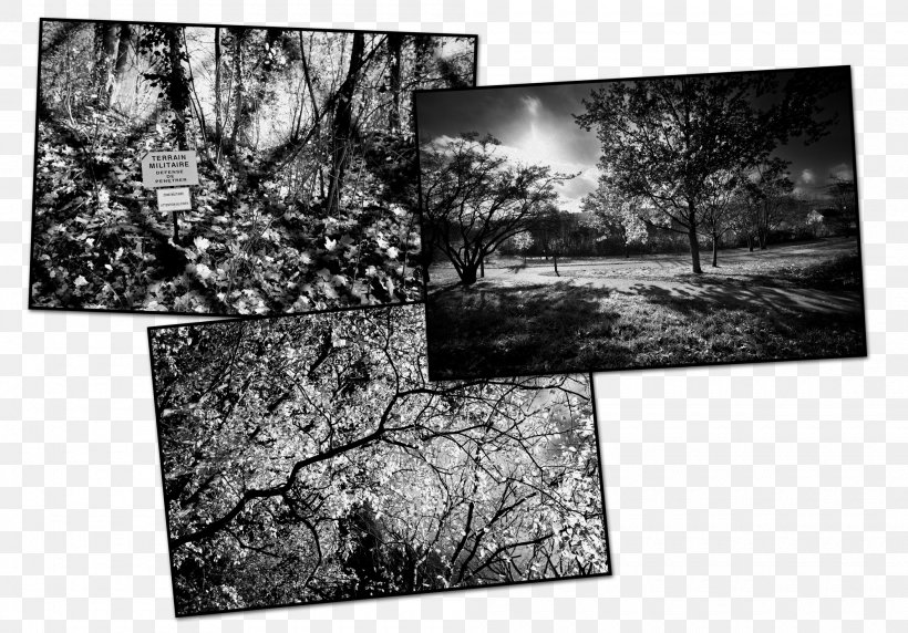 Picture Frames Stock Photography White, PNG, 2000x1396px, Picture Frames, Black And White, Branch, Monochrome, Monochrome Photography Download Free