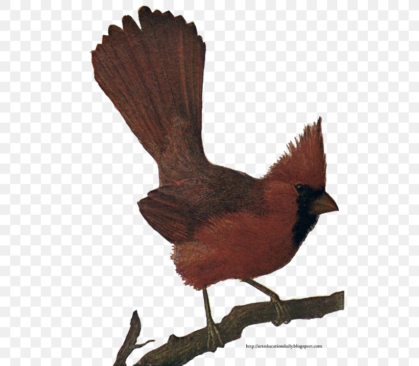 Bird Northern Cardinal St. Louis Cardinals Chicken, PNG, 529x716px, Bird, Beak, Birdwatching, Chicken, Fashion Download Free