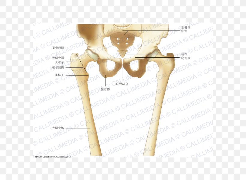 Bone Finger Hip Femur Human Skeleton, PNG, 600x600px, Watercolor, Cartoon, Flower, Frame, Heart Download Free