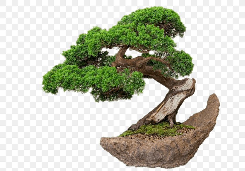 Bonsai Ornamental Plant Weeping Fig Tree Root, PNG, 700x571px, Bonsai, Banyan, Feng Shui, Flowerpot, Garden Download Free