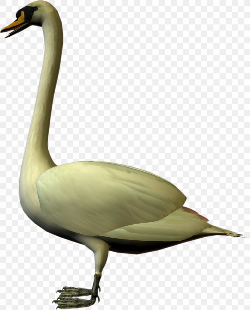 Cygnini Goose Duck Water Bird, PNG, 1292x1600px, Cygnini, Anatidae, Animal, Beak, Bird Download Free