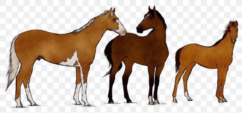 Horse Przewalski's Horse Sorrel Mane Mustang Horse, PNG, 1024x478px, Watercolor, Animal Figure, Foal, Horse, Mane Download Free