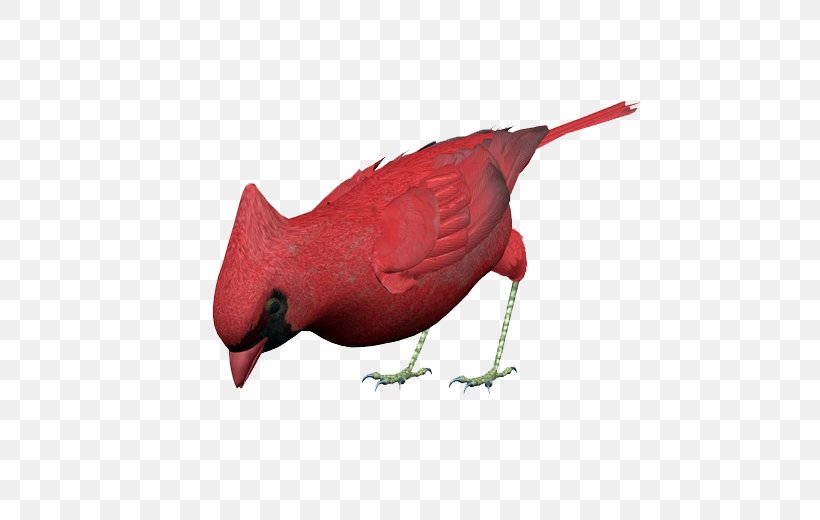 Bird Red Vinaceous Rosefinch, PNG, 500x520px, Bird, Beak, Cardinal, Google Images, Red Download Free