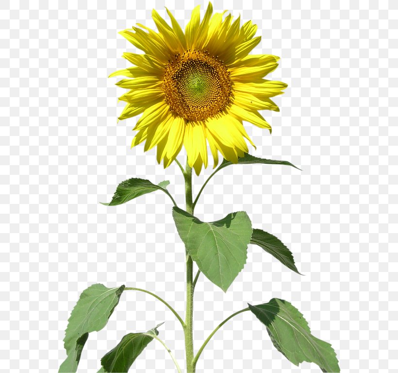 Common Sunflower Raster Graphics Sunflower Seed Clip Art, PNG, 584x768px, Common Sunflower, Daisy Family, Drawing, Flower, Flower Bouquet Download Free