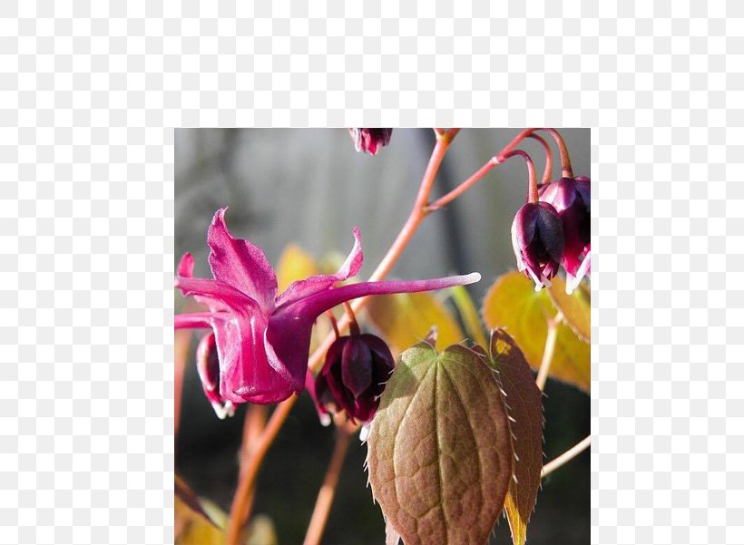 Flower Purple Petal Plant Magenta, PNG, 600x601px, Flower, Barrenwort, Epimedium Grandiflorum, Flora, Flowering Plant Download Free