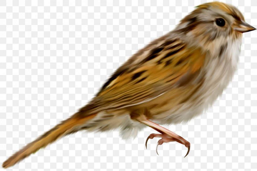 House Sparrow Bird, PNG, 2375x1585px, House Sparrow, Beak, Bird, Canary, Digital Image Download Free