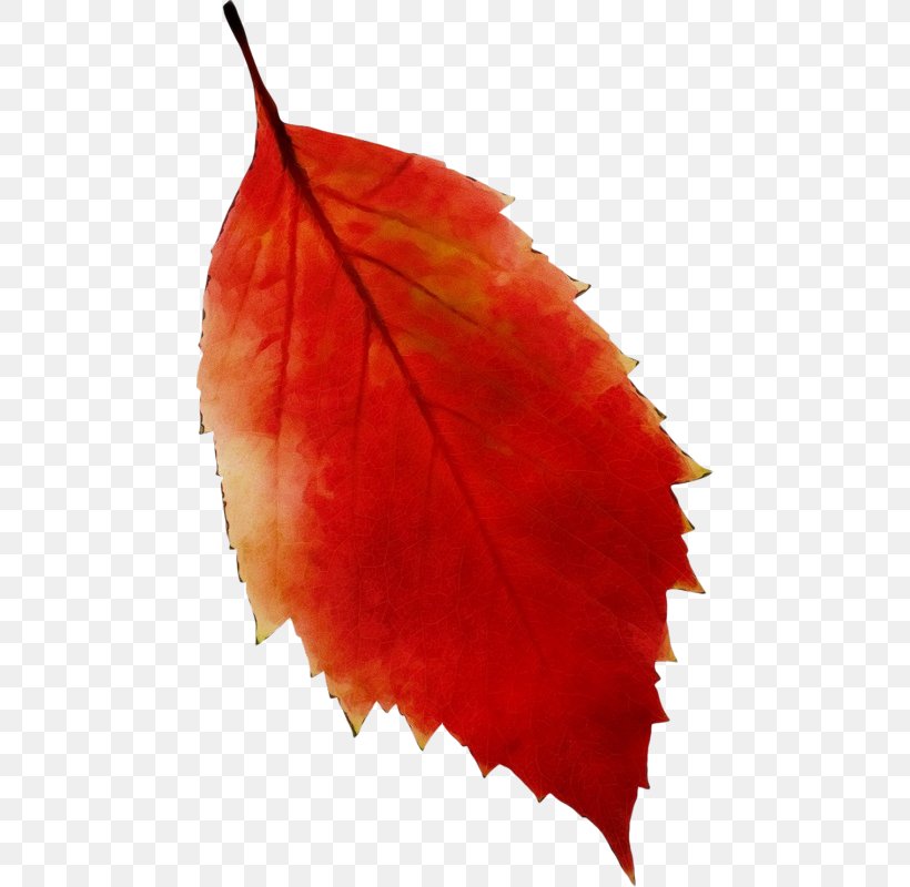 Red Maple Tree, PNG, 466x800px, Leaf, Autumn, Beech, Deciduous, Flower Download Free