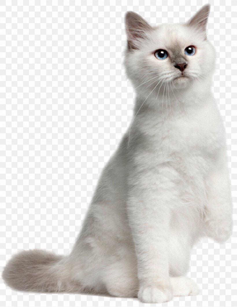British Shorthair Dog Kitten Ragdoll Ocicat, PNG, 927x1200px, British Shorthair, American Curl, American Wirehair, Asian, Asian Semilonghair Download Free