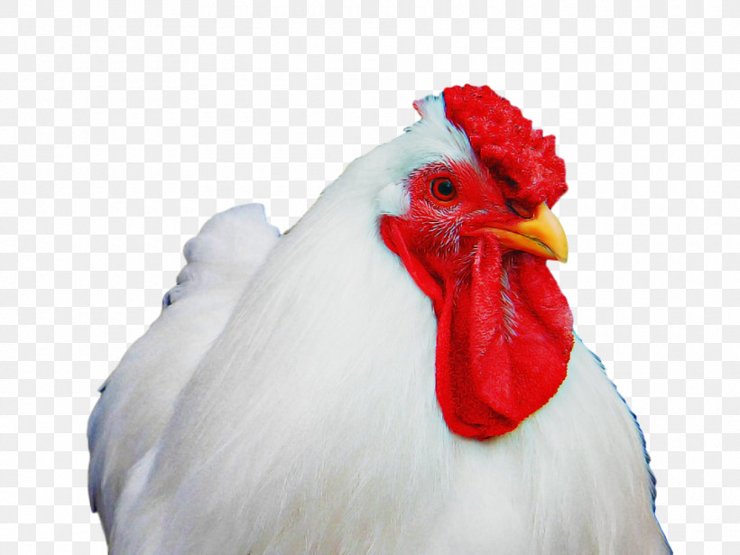 Chicken Bird Rooster Beak White, PNG, 960x720px, Chicken, Beak, Bird, Comb, Fowl Download Free