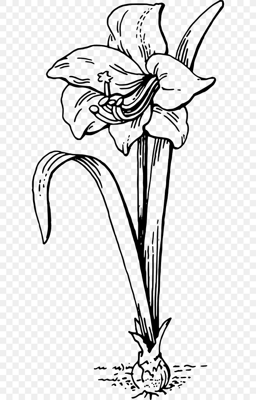 Coloring Book Amaryllis Child, PNG, 640x1280px, Coloring Book, Amaryllis, Art, Artwork, Black And White Download Free