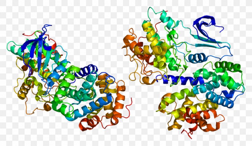 Cyclin A2 Protein Cyclin-dependent Kinase Gene, PNG, 934x544px, Cyclin, Area, Art, Body Jewelry, Cell Cycle Download Free