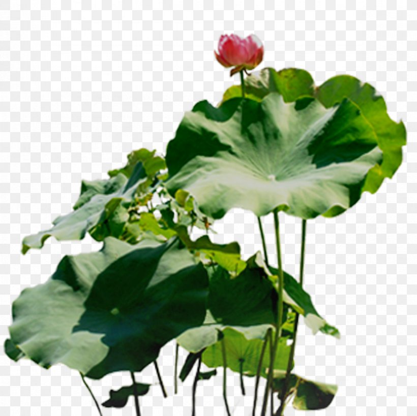 Nelumbo Nucifera Download, PNG, 1181x1181px, Nelumbo Nucifera, Annual Plant, Aquatic Plant, Cut Flowers, Floral Design Download Free