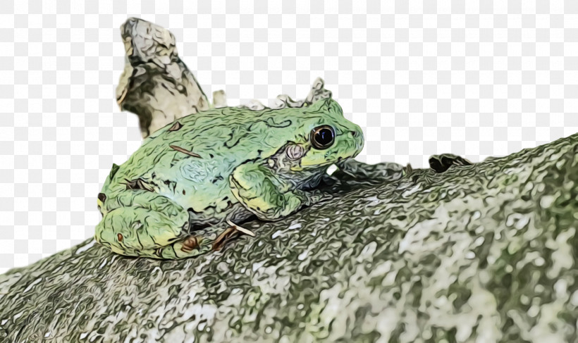 Toad True Frog Tree Frog Frogs Science, PNG, 1920x1142px, Watercolor, Amphibians, Biology, Frogs, Paint Download Free