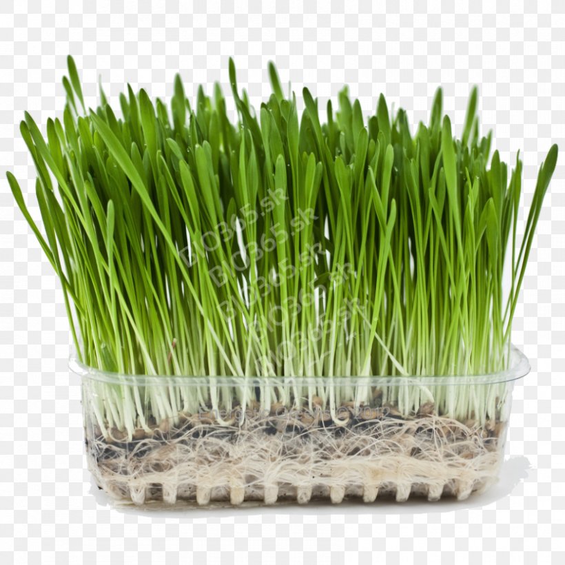 Wheatgrass Plants Chlorophyll Agropyron Health, PNG, 850x850px, Wheatgrass, Agropyron, Barley, Barleys, Calamagrostis Download Free