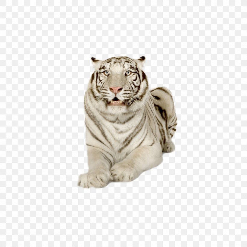 White Tiger, PNG, 1000x1000px, Tiger, Animal Sauvage, Big Cats, Black And White, Carnivoran Download Free