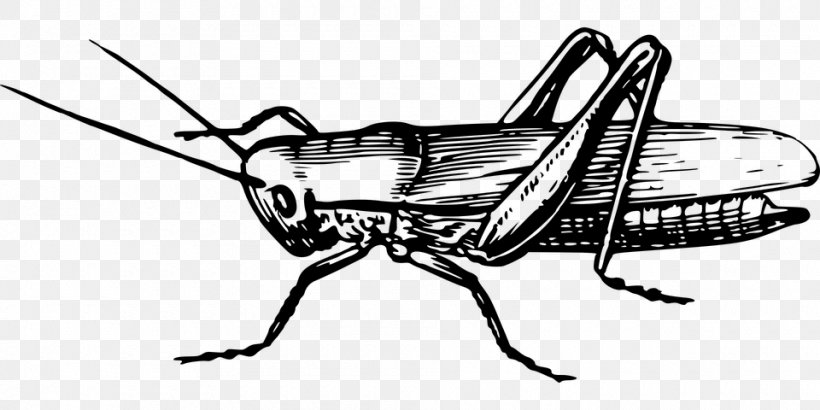 Book Drawing, PNG, 960x480px, Insect, Blackandwhite, Coloring Book, Cricket, Drawing Download Free