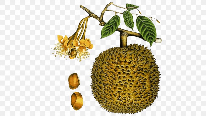 Durio Zibethinus Fruit Plants Of Love: The History Of Aphrodisiacs And A Guide To Their Identification And Use Black And White Clip Art, PNG, 1280x720px, Durio Zibethinus, Black And White, Breadnut, Cempedak, Coloring Book Download Free