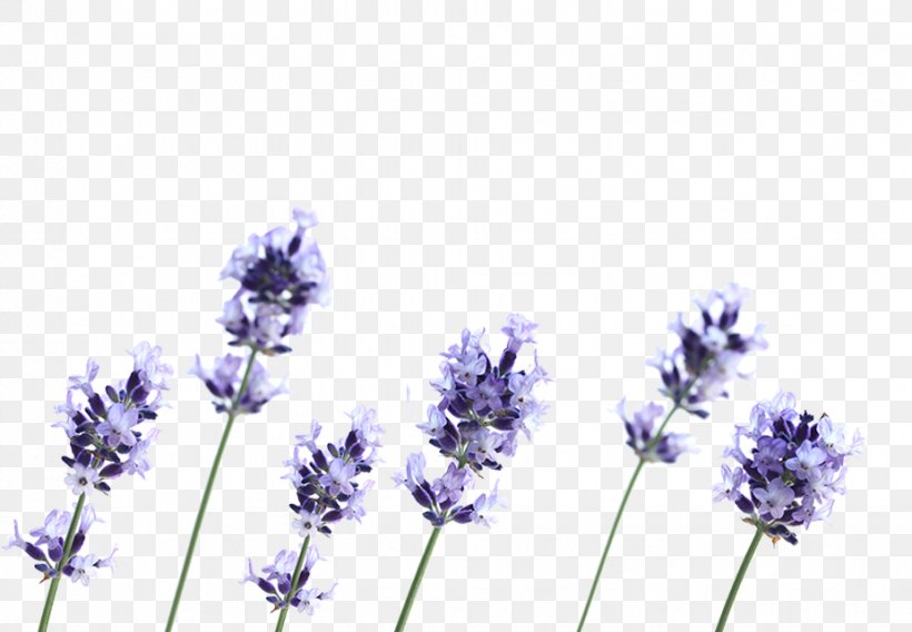 English Lavender French Lavender Flower Plant Petal, PNG, 926x642px, English Lavender, Bluebonnet, Cut Flowers, Flower, Flowering Plant Download Free