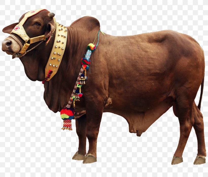 Cattle Qurbani Eid Al-Adha MPEG-4 Part 14, PNG, 1010x860px, Cattle, Bull,  Cattle Like Mammal,