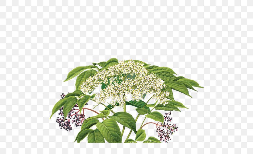 Elderflower Cordial Herbal Tea, PNG, 500x500px, Elderflower Cordial, Botanical Illustration, Botany, Boxelder Maple, Catnip Download Free