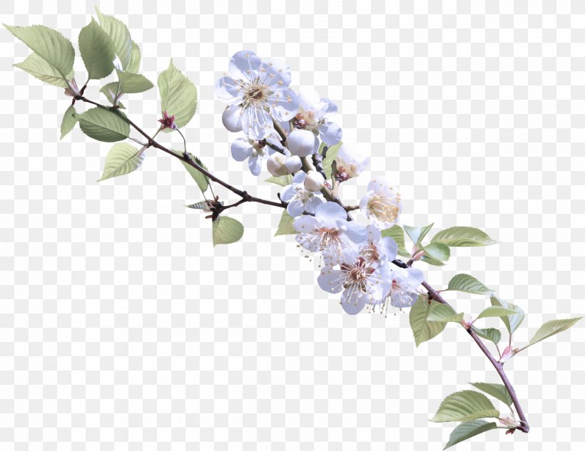 Flower Branch Plant Lilac Flowering Plant, PNG, 2500x1930px, Flower, Blossom, Branch, Flowering Plant, Lilac Download Free