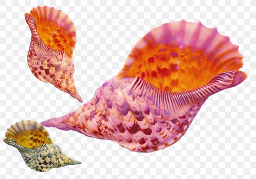 Seashell Shellfish Conchology Sea Snail, PNG, 1000x700px, Seashell, Close Up, Conch, Conchology, Google Images Download Free