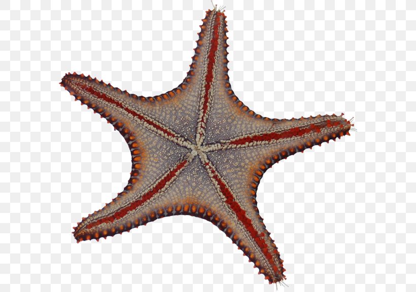 Starfish Echinoderm Microscope Mexico Drawing, PNG, 590x576px, Starfish, Animal, Bacteria, Biodiversity, Drawing Download Free