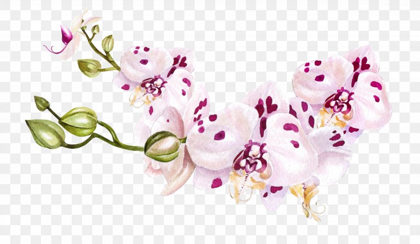 Watercolor Pink Flowers, PNG, 4681x2728px, Orchids, Blossom, Branch, Creativity, Cut Flowers Download Free