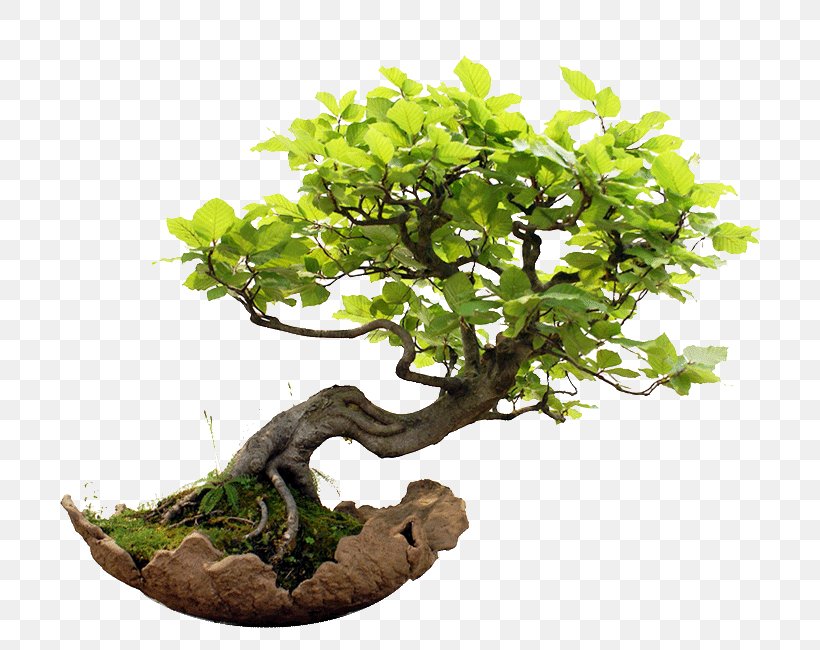 Weeping Fig Indoor Bonsai Golden Dewdrop Garden, PNG, 731x650px, Weeping Fig, Bonsai, Branch, Business, Fig Trees Download Free