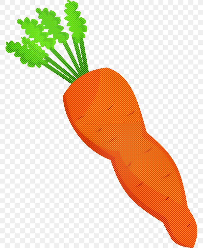 Carrot Root Vegetable Radish Daikon Vegetable, PNG, 775x1000px, Carrot, Baby Carrot, Beetroot, Daikon, Food Download Free