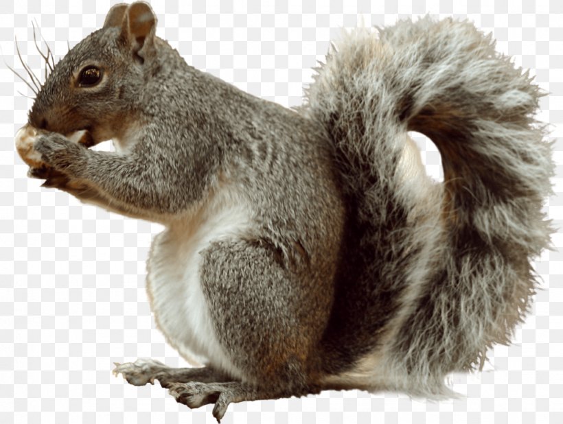 Fox Squirrel Eastern Gray Squirrel Tree Squirrel, PNG, 1023x772px, Fox Squirrel, Color, Eastern Gray Squirrel, Fauna, Fur Download Free