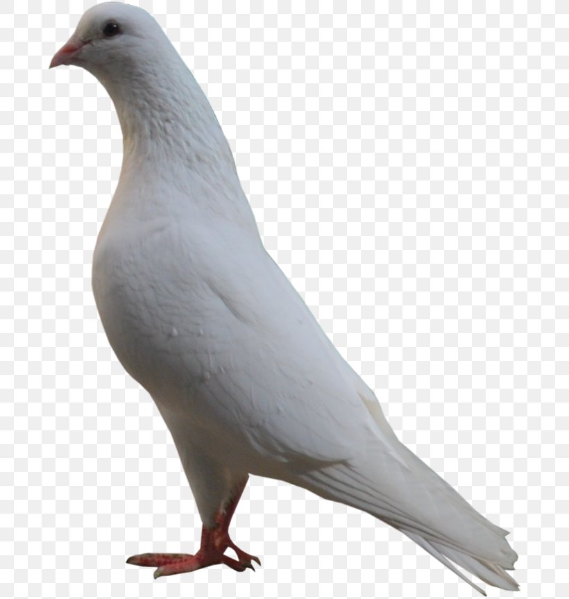 Stock Dove Bird Columbidae, PNG, 690x863px, Stock Dove, Basmala, Beak, Bird, Blog Download Free