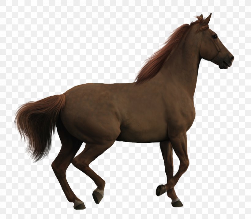 Clydesdale Horse Pony Animal Warmblood Clip Art, PNG, 838x733px, Clydesdale Horse, Animal, Animal Figure, Bridle, Colt Download Free