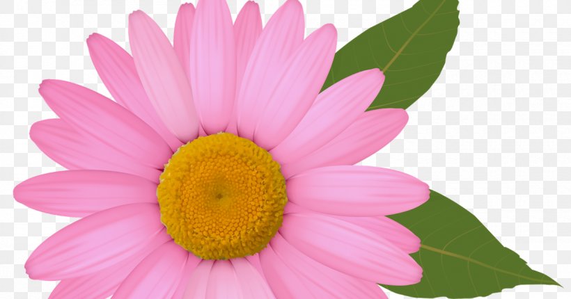Common Daisy Clip Art, PNG, 1200x630px, Common Daisy, Annual Plant, Aster, Chrysanths, Close Up Download Free