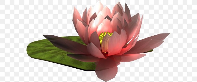 Flower Love Author Garden Roses Water Lily, PNG, 600x343px, 2016, 2017, Flower, Aquatic Plant, Author Download Free