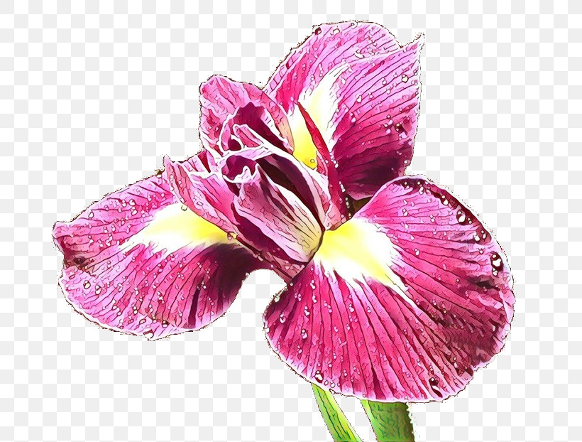 Flower Petal Plant Pink Iris, PNG, 685x622px, Flower, Cut Flowers, Iris, Moth Orchid, Petal Download Free