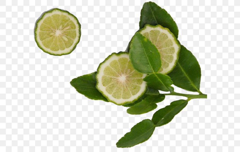 Key Lime Persian Lime Lemon Kaffir Lime, PNG, 600x520px, Lime, Citric Acid, Citrus, Dandruff, Flowering Plant Download Free