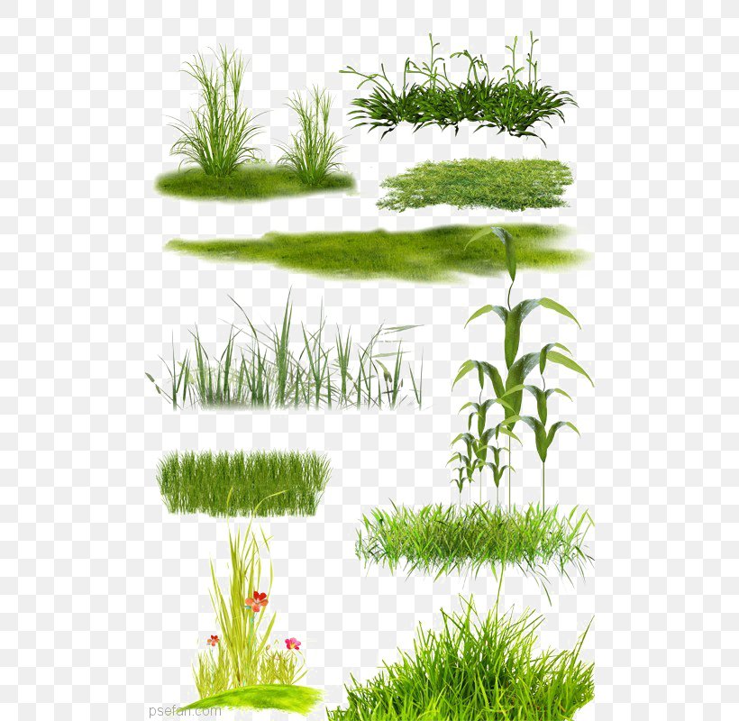 Lawn, PNG, 500x800px, Raster Graphics, Aquarium Decor, Client, Evergreen, Flowerpot Download Free