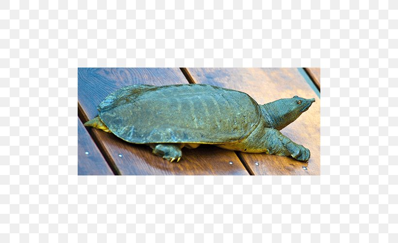 Loggerhead Sea Turtle Common Snapping Turtle Box Turtles La Quinta Inns & Suites, PNG, 500x500px, Loggerhead Sea Turtle, Box Turtle, Box Turtles, Chelydridae, Common Snapping Turtle Download Free