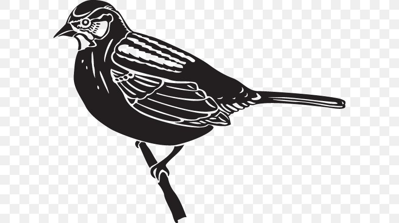 Beak, PNG, 600x459px, Beak, Bird, Fauna, Wing Download Free