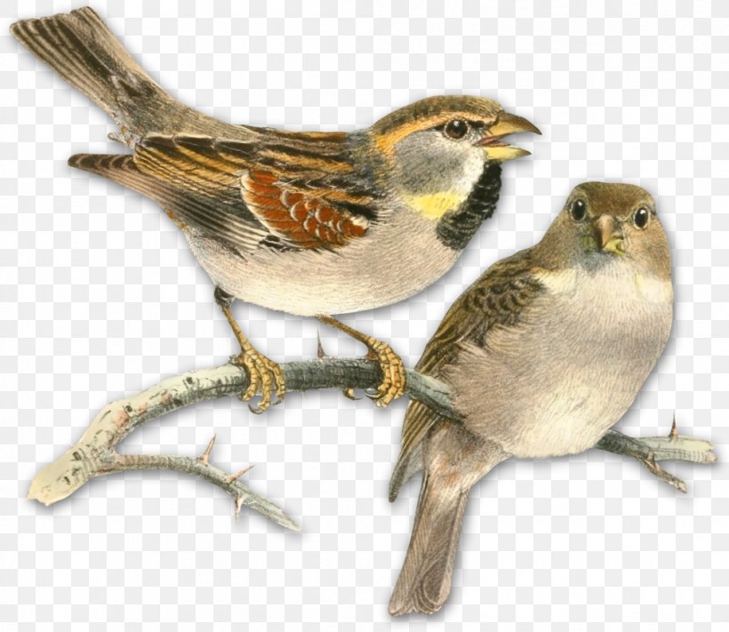 Bird Nest Dead Sea Sparrow Book Drawing, PNG, 1007x874px, Bird, American Sparrows, Beak, Bird Nest, Book Download Free