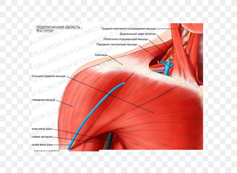 Shoulder Infraclavicular Fossa Pectoralis Major Clavicle Muscle, PNG, 600x600px, Watercolor, Cartoon, Flower, Frame, Heart Download Free