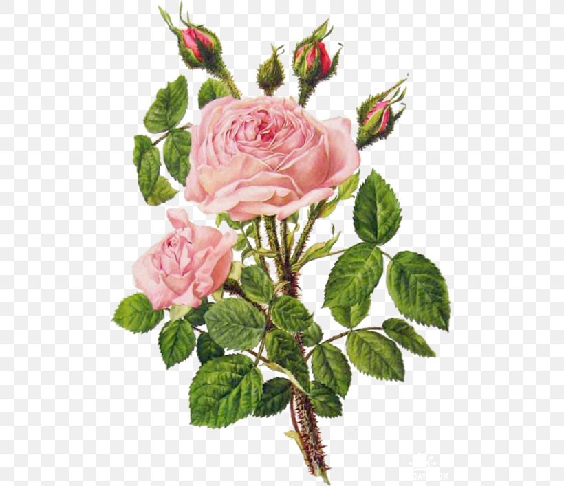 Botanical Illustration Garden Roses Botany Flower Floral Design, PNG, 500x707px, Botanical Illustration, Botany, Cabbage Rose, Cut Flowers, Floral Design Download Free